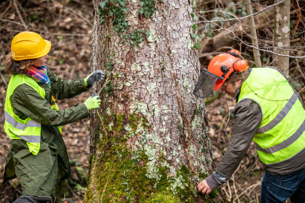 Professional Tree Care in Whitesburg, KY