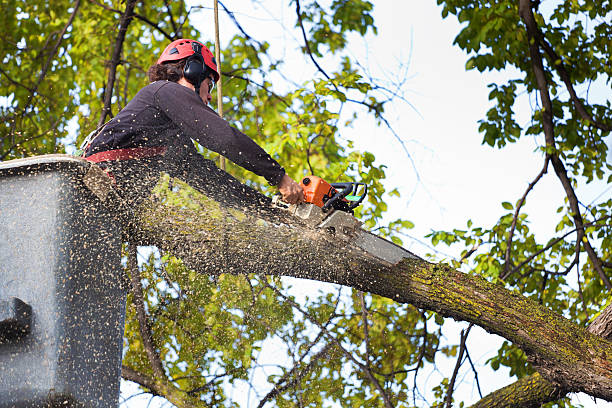 How Our Tree Care Process Works  in  Whitesburg, KY