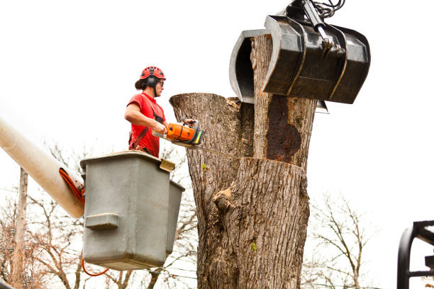 Leaf Removal in Whitesburg, KY